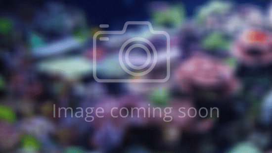 Encrusting Montipora: Dragon Fruit - Aquacultured