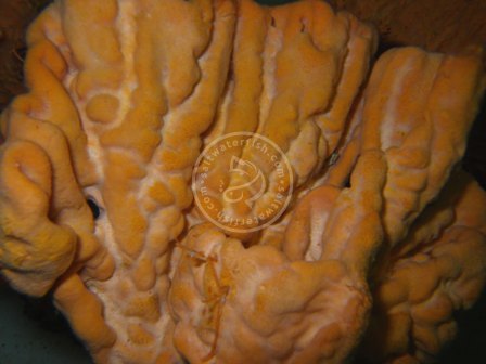 Elephant Ear Sponge: Orange 