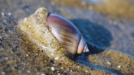 Olive Snail