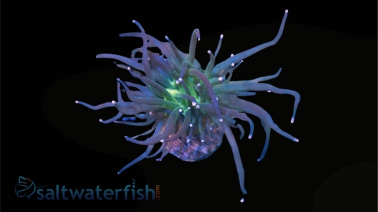 Torch Coral: Green w/ Pink & Purple Tips - Aquacultured