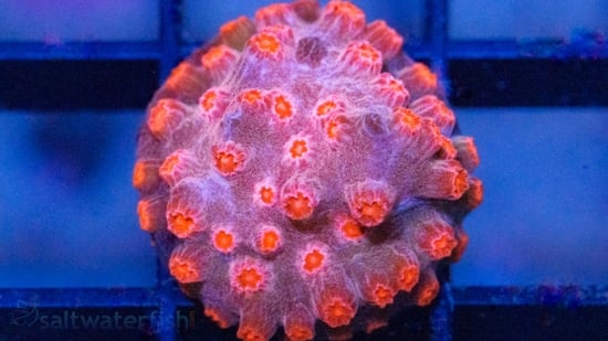 Cyphastrea Branching : Strawberry - Aquacultured