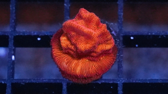 Leptoseris : Tan Lady - Aquacultured