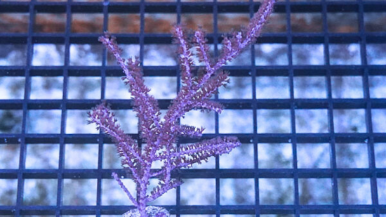 Purple Sea Plume Gorgonian - Aquacultured