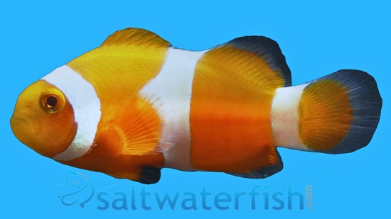 Tangerine Albino Ocellaris - Captive Bred
