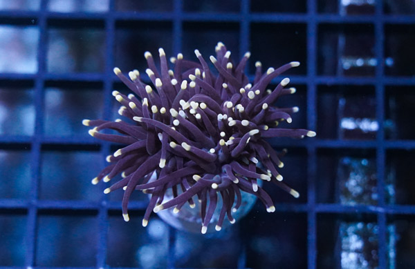 Torch Coral: Black w/ Orange Tips