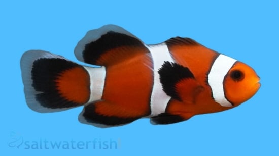 Longfin Mocha Clownfish : Captive Bred