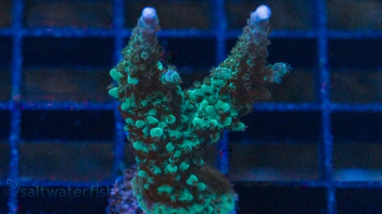 Acropora Green Lightning - Aquacultured
