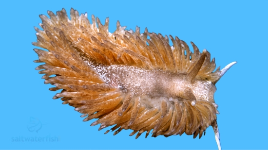 Berghia Nudibranch - Captive Bred