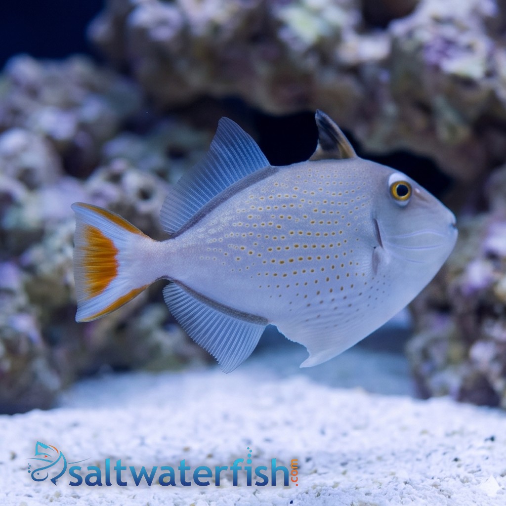 Redtail, Sargassum
