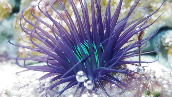 Tube Anemone: Purple/Black w/ Neon Green Center