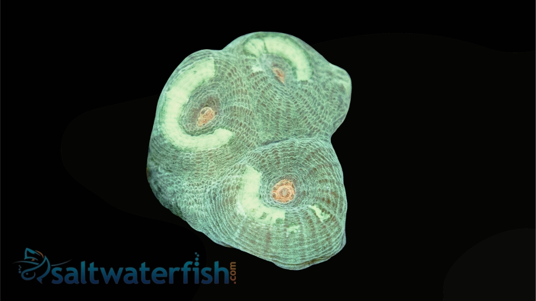 Favia Brain Coral: Green w/ Yellow Eye - Aquacultured