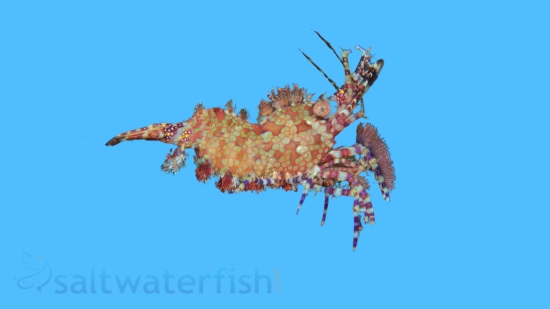 Monkey Shrimp