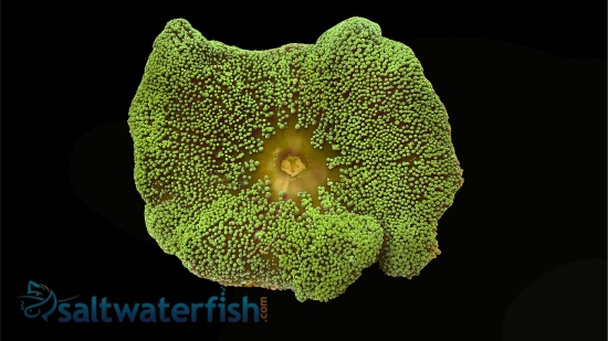 Green Carpet Anemone