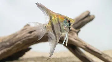 Albino Dantum Angelfish