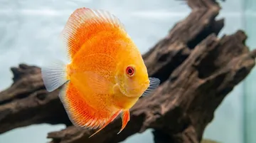 Albino Discus
