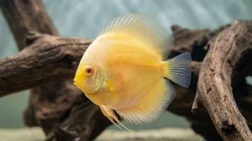 Albino Golden Discus