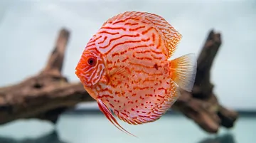 Albino Pigeon Blood Discus