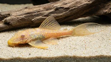 Albino Polka Dot Lyre Tail Plecostomus L155