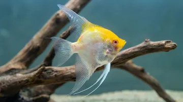 Albino Red Cap Angelfish