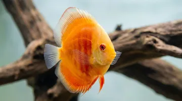 Albino San Merah Discus
