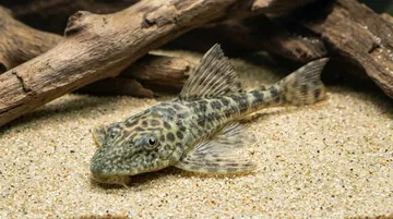 Amazon Sailfin Plecostomus