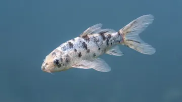 Assorted Butterfly Koi