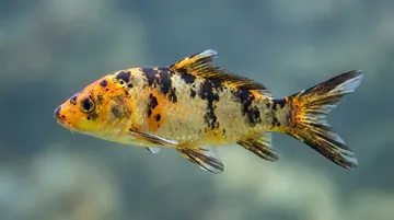 Assorted Domestic Koi