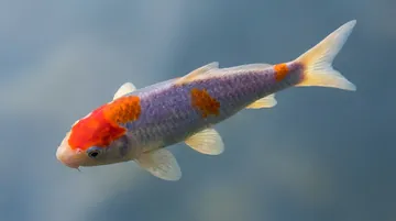 Assorted Imported Koi