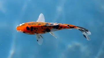Assorted Premium Koi