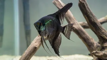 Avatar Black Green Angelfish