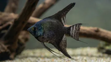 Black Angelfish