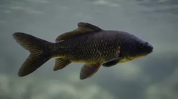 Black Koi