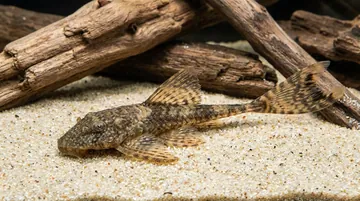 Black Long Fin Bushy Nose Plecostomus L183