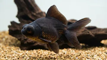 Black Moor Goldfish