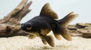 Black Oranda Goldfish