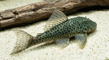 Bloodfin Bulldog Plecostomus L-276