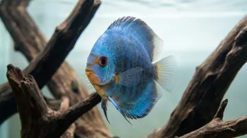 Blue Diamond Discus