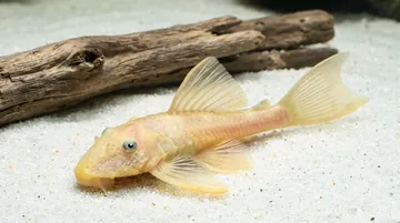 Blue Eye Lemon Bushy Nose Plecostomus