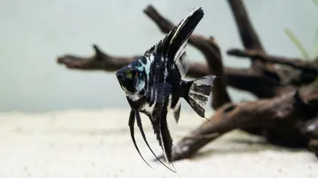 Blue Marble Juvenile Angelfish