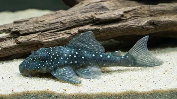 Blue Phantom Plecostomus L-128