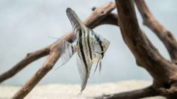 Blue Pinoy Angelfish