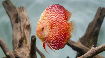 Blue Ruby Discus