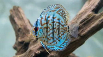 Brilliant Blue Discus