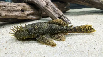 Bristlenose Plecostomus