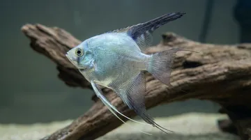 Bulgarian Green Seal Point Angelfish
