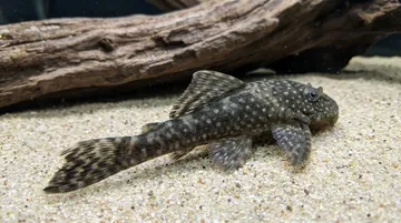 Bushy Nose Plecostomus L144