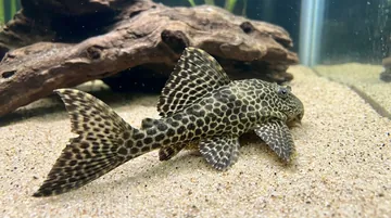 Butterfly Orinoco Plecostomus L-168