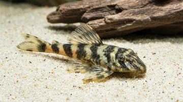 Butterfly Plecostomus L-52