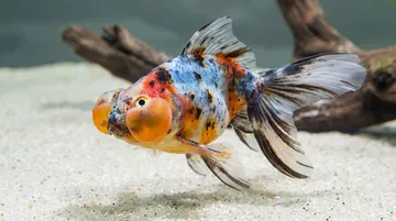 Calico Bubble Eye Goldfish