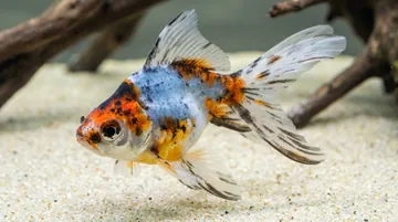 Calico Fantail Goldfish